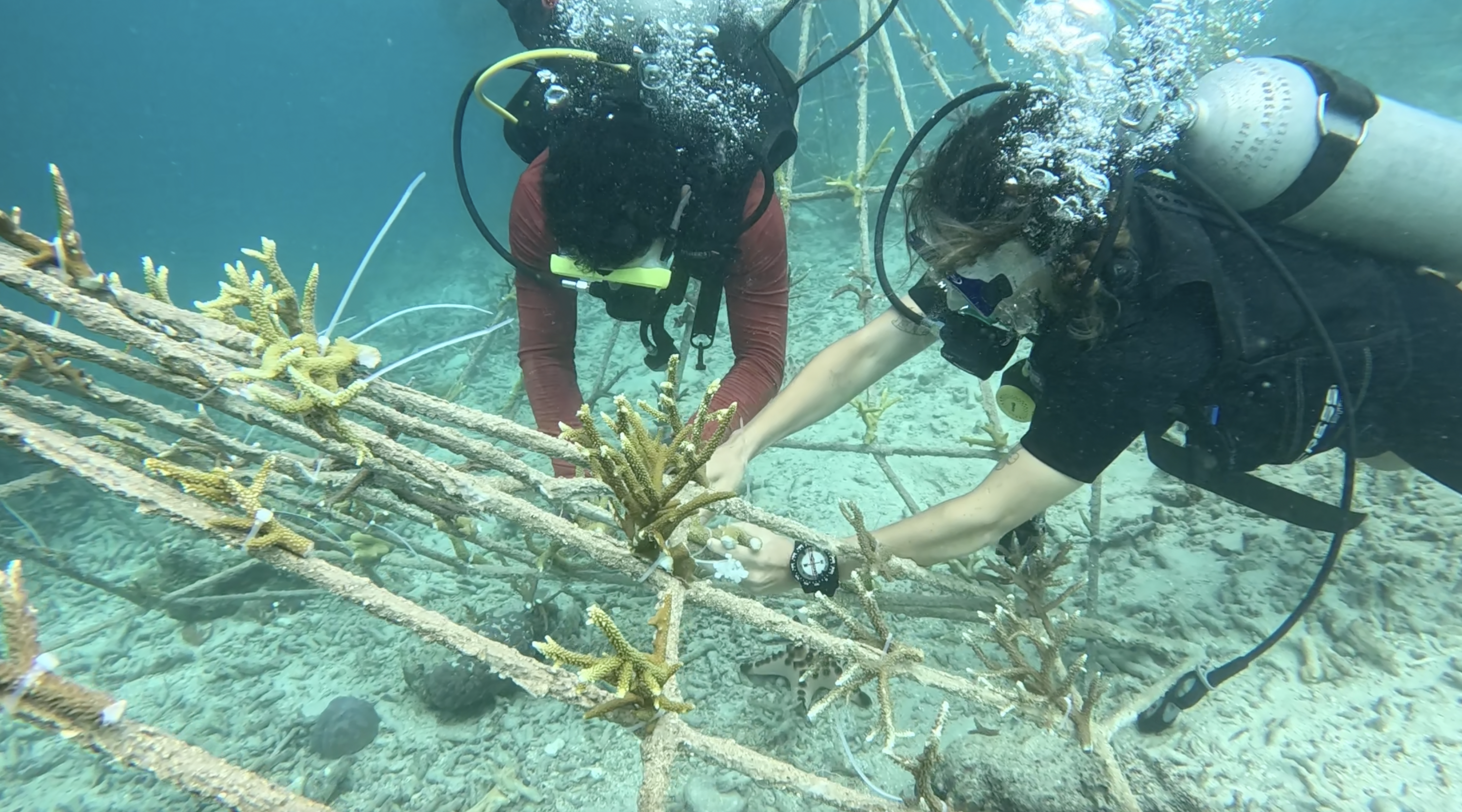 Coral Planting Progress